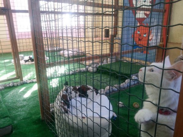 Un séjour de détente pour votre chat au chenil Rossi à Fuveau